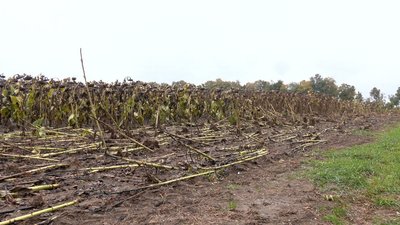 Через затяжні дощі на Вінниччині фермери втрачають врожай соняшнику та сої Через затяжні дощі на Вінниччині фермери втрачають врожай соняшнику та сої