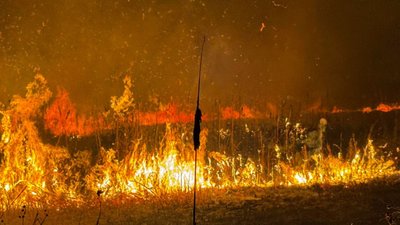 На Черкащині вісім разів горів сухостій: один чоловік отримав травми На Черкащині вісім разів горів сухостій: один чоловік отримав травми