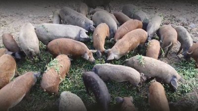 Подружжя фермерів з Чернігова позивається до Віктора Януковича та "Газпрому" та вимагає компенсації