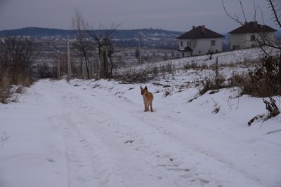 Собаки, Гвізд, Івано-Франківщина Собаки, Гвізд, Івано-Франківщина