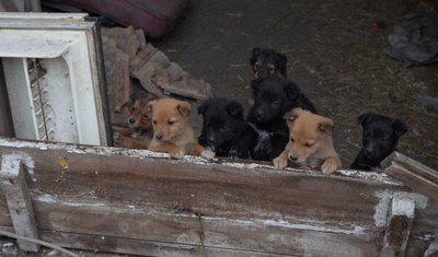 "Собак кинули мені цілу вулицю". Як живуть без світла та звʼязку останні жителі Просяної, що за 17 км від лінії фронту "Собак кинули мені цілу вулицю". Як живуть без світла та звʼязку останні жителі Просяної, що за 17 км від лінії фронту