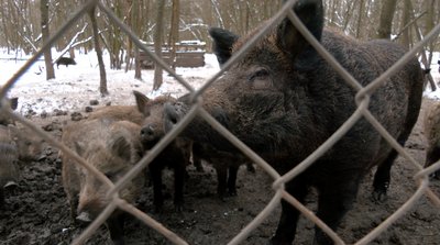 "Вони вже звикають до цього": як черкаські лісничі підгодовують тварин взимку "Вони вже звикають до цього": як черкаські лісничі підгодовують тварин взимку