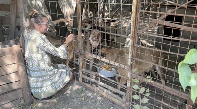 Собаки в притулку