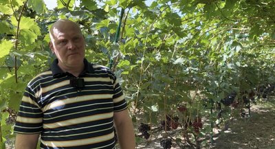 «Виноград — це вже хвороба»: житель Кролевця вирощує сотню сортів винограду на власній дачі «Виноград — це вже хвороба»: житель Кролевця вирощує сотню сортів винограду на власній дачі