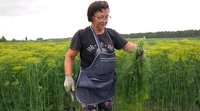 Сімейна справа трьох поколінь: родина з Черкащини понад 30 роківи вирощує овочі Сімейна справа трьох поколінь: родина з Черкащини понад 30 роківи вирощує овочі