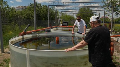 Ставки, де вирощують осетрів Ставки, де вирощують осетрів