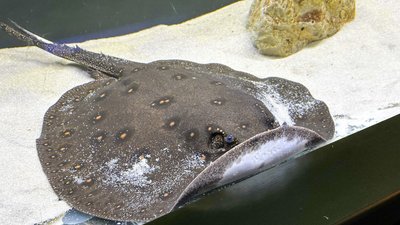 акваріум скат моторо Краматорськ Донецька область 17 січня 2025 рік