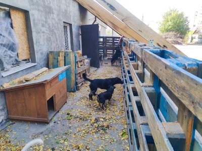 притулок стерилізація безпритульних тварини коти собаки волонтери допомога Добропілля Донецька область 1 жовтня 2024 рік притулок стерилізація безпритульних тварини коти собаки волонтери допомога Добропілля Донецька область 1 жовтня 2024 рік