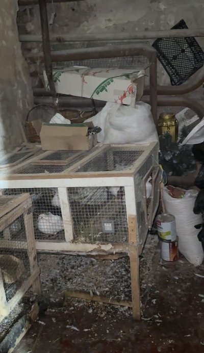 Як в Одесі врятували кроликів і голубів із Дерибасівської