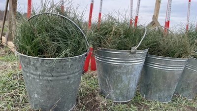 Відра з сіянцями сосни кримської. Миколаївщина, листопад 2024 року. Відра з сіянцями сосни кримської. Миколаївщина, листопад 2024 року.