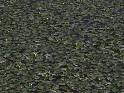 Цвітіння води, фосфати й забудова берегів: що впливає на стан Південного Бугу у Вінниці Цвітіння води, фосфати й забудова берегів: що впливає на стан Південного Бугу у Вінниці