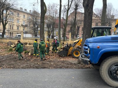 У парку Шевченка в Чернівцях цьогоріч зрізали приблизно 50 дерев: чому це зробили У парку Шевченка в Чернівцях цьогоріч зрізали приблизно 50 дерев: чому це зробили