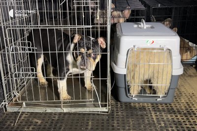"Стоїть їдкий трупний запах": в Ізмаїлі з "чорного" розплідника вилучили десятки тварин