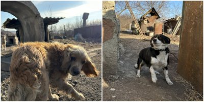 "Відв’язували з ланцюгів і забирали з собою". Ветлікарка з Донбасу вивезла майже 40 котів та собак до Дніпропетровщини "Відв’язували з ланцюгів і забирали з собою". Ветлікарка з Донбасу вивезла майже 40 котів та собак до Дніпропетровщини