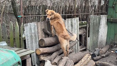 Іжевка пес Костянтинівська громада Донецька область 3 лютого 2025 рік Іжевка пес Костянтинівська громада Донецька область 3 лютого 2025 рік