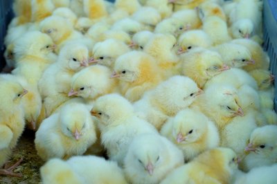 оон курчата малинівська громада оон курчата малинівська громада