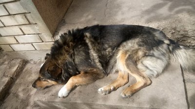 Собака Ольги Симбірської Собака Ольги Симбірської
