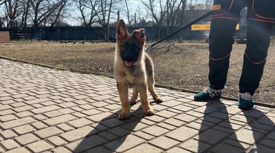 "Будемо навчати шукати та рятувати людей": 3-місячне цуценя вівчарки поповнило лави "Антарєс"