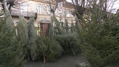 Ялинки, Івано-Франківськ Ялинки, Івано-Франківськ