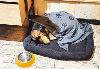 Бездомний пес, Калуш, кафе, Івано-Франківщина Бездомний пес, Калуш, кафе, Івано-Франківщина