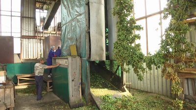 Сортування хмелю на спеціальному комплексі Сортування хмелю на спеціальному комплексі