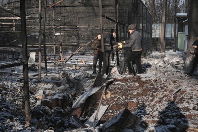 У "Фельдман екопарку" розповіли про стан тварин після авіаудару рф У "Фельдман екопарку" розповіли про стан тварин після авіаудару рф