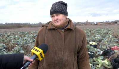 "Маленька, а має бути як голова": чи вродила капуста на Волині