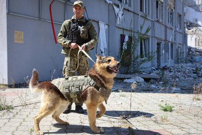 Чотирилапі герої: як собаки допомагають поліції Херсонщини під час війни Чотирилапі герої: як собаки допомагають поліції Херсонщини під час війни