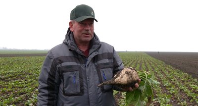 збір буряків листопад 2024 збір буряків листопад 2024