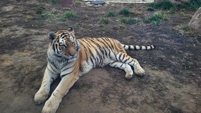 Тигр у Харківському зоопарку