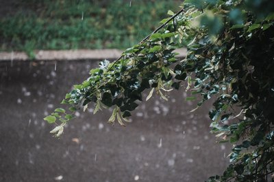 Липа під дощем в Харкові Липа під дощем в Харкові