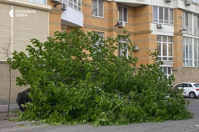 В Одесі через сильний вітер фіксують повалені дерева, діє штормове попередження