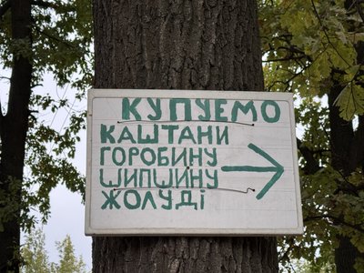 Заробіток на каштанах: скільки платять за них на Сумщині Заробіток на каштанах: скільки платять за них на Сумщині