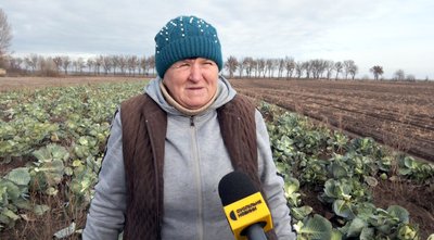 "Маленька, а має бути як голова": чи вродила капуста на Волині
