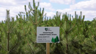 Фундук, жасмин, самшит та барбарис: у лісництві на Кіровоградщині понад 20 років вирощують саджанці Фундук, жасмин, самшит та барбарис: у лісництві на Кіровоградщині понад 20 років вирощують саджанці