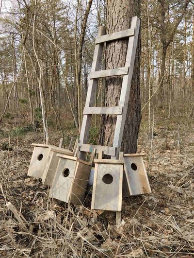 В нацпарку на Рівненщині відновлюють популяцію червонокнижного гоголя В нацпарку на Рівненщині відновлюють популяцію червонокнижного гоголя