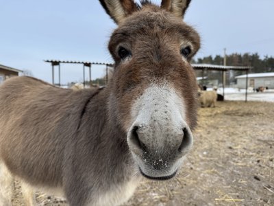 Як в екопарку у Ковалівці утримують екзотичних тварин під час морозів Як в екопарку у Ковалівці утримують екзотичних тварин під час морозів
