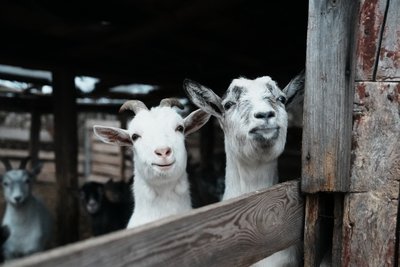 "Кози – найрозумніші створіння": як працює козина ферма на Сумщині "Кози – найрозумніші створіння": як працює козина ферма на Сумщині