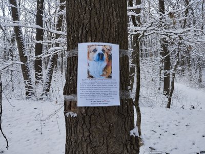 "Господар цього лісу": історія пса, який кілька років мешкає у дендропарку Полтави "Господар цього лісу": історія пса, який кілька років мешкає у дендропарку Полтави