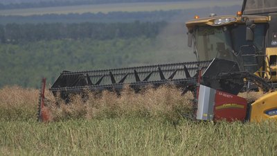 Розпочали на два тижні раніше: на Вінниччині триває збір ріпаку Розпочали на два тижні раніше: на Вінниччині триває збір ріпаку