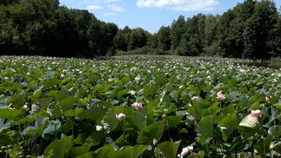 Рожеве море посеред Вінниччини: у Сологубівці ставок вкрився лотосами