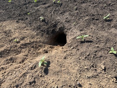 Отруєння байбаків у Диканській ТГ: поліція призначила експертизу Отруєння байбаків у Диканській ТГ: поліція призначила експертизу