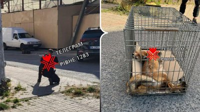 Міська рада відповіла на петицію щодо перенесення ринку Дикого за межі Рівного Міська рада відповіла на петицію щодо перенесення ринку Дикого за межі Рівного