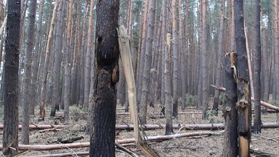 Лісівники Сумщини розповіли про щоденні пожежі та як до них причетні військові РФ Лісівники Сумщини розповіли про щоденні пожежі та як до них причетні військові РФ