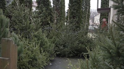 У Вінниці лісівники почали продавати ялинки та сосни: скільки коштують святкові дерева У Вінниці лісівники почали продавати ялинки та сосни: скільки коштують святкові дерева