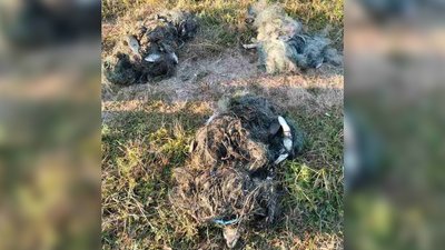 Наловив 13 кілограмів риби на понад 116 тисяч гривень: на Чернігівщині викрили рибалку Наловив 13 кілограмів риби на понад 116 тисяч гривень: на Чернігівщині викрили рибалку