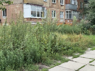 "Весь район буде в будяках": чи косять траву на прибудинкових територіях та у дворах у Полтаві "Весь район буде в будяках": чи косять траву на прибудинкових територіях та у дворах у Полтаві