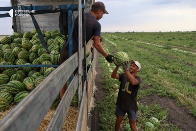 Херсонські кавуни з поля вивозять на зберігання, а далі — продаж по всій країні. Херсонщина, липень 2025 року