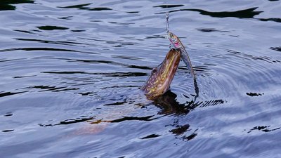 Щука у водоймі Щука у водоймі