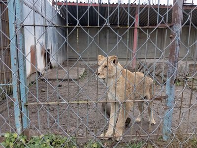 "Тварини не повинні перебувати в таких умовах": двох левиць із Хмельницького передадуть до Центру порятунку диких тварин "Тварини не повинні перебувати в таких умовах": двох левиць із Хмельницького передадуть до Центру порятунку диких тварин
